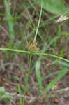 Oneflower flatsedge